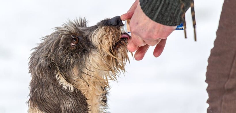 Supplements for hydration support in dogs