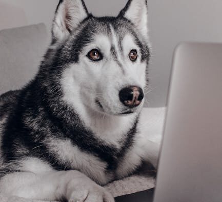 Hard abdomen during urination pets