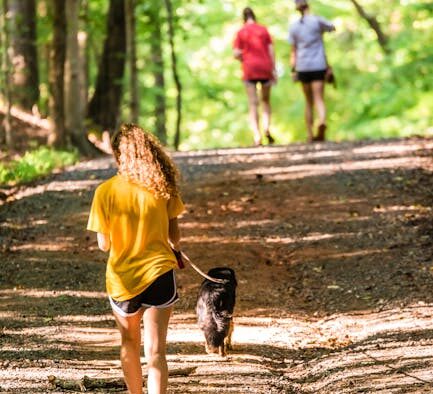 How community health depends on dog vaccination rates