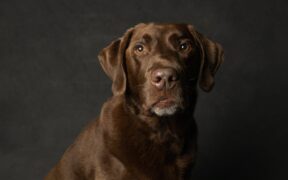 Dark chocolate toxicity pets