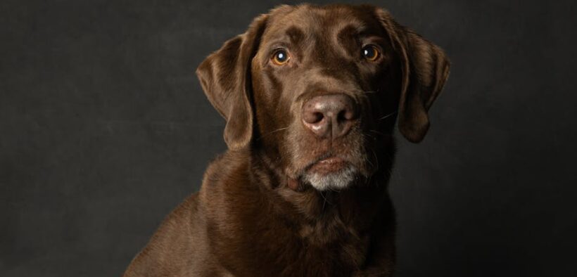 Dark chocolate toxicity pets