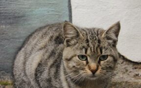 Fat trimmings toxic pets