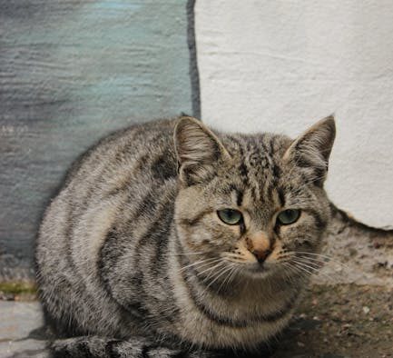 Low fat feeding guide for cats