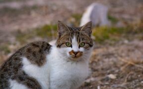 Foreign body in nose cat