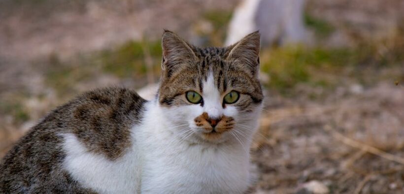 Foreign body in nose cat