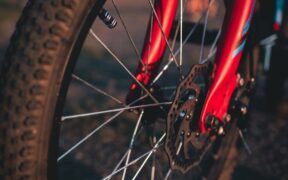 Urinary issues during heat cycle