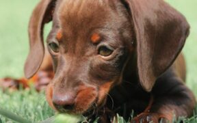 Dogs snapping without biting