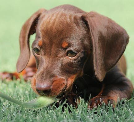 Dogs snapping without biting