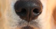 Dog thick crusts around nose symptoms and when to see a vet