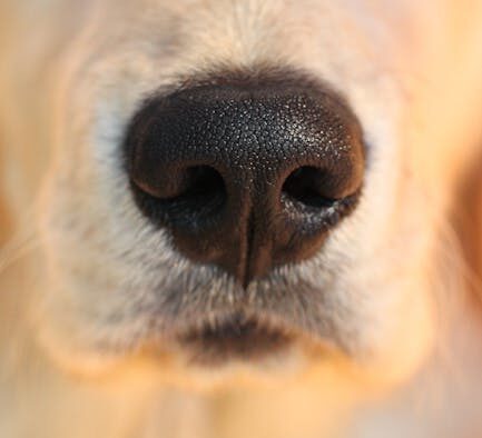 Dog thick crusts around nose symptoms and when to see a vet