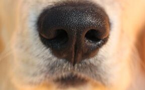 Dog eye discharge causes and when to see a vet