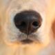 Dog eye discharge causes and when to see a vet