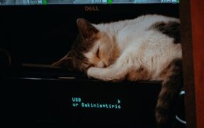 Cat dandruff flakes in fur early signs and monitoring