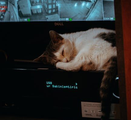 Cat dandruff flakes in fur early signs and monitoring