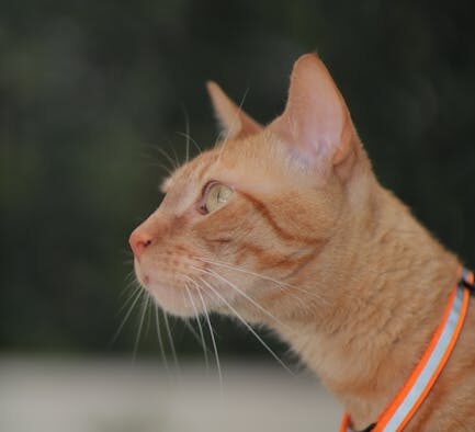 Cat itchy hind legs scratching signs and concerns