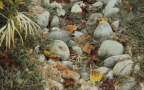 Yellow diarrhea in cats stool color changes and causes