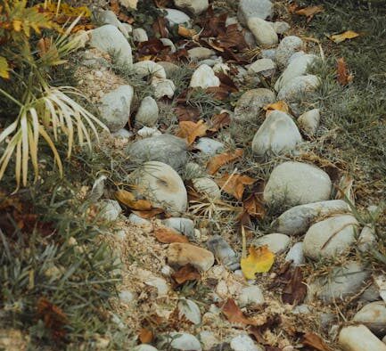 Yellow diarrhea in cats stool color changes and causes