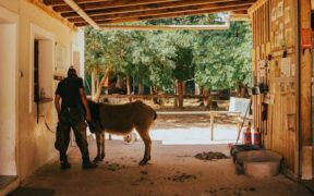 Preventing anxiety in cats through stable environment