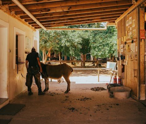 Preventing anxiety in cats through stable environment