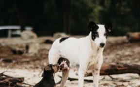 Feeding guide for lactating dogs