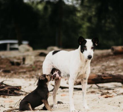 Feeding guide for lactating dogs