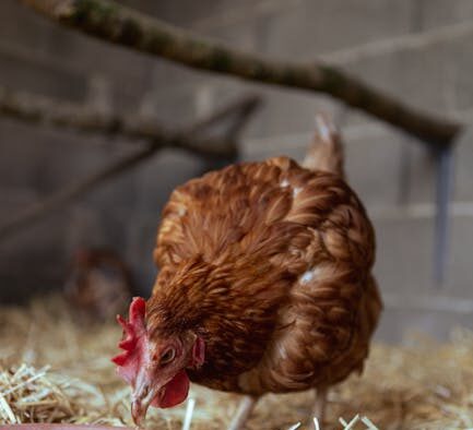 Grain free feeding guide for cats