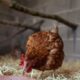Feeding guide for poultry based diets dogs