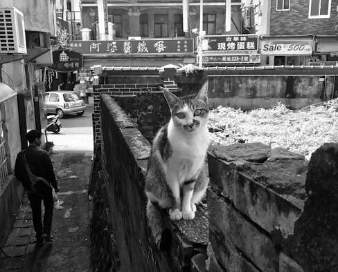 Drooling in cats possible nausea and digestive signs