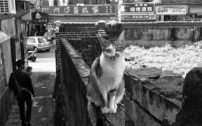 Chronic diarrhea in cats ongoing signs and what it might mean