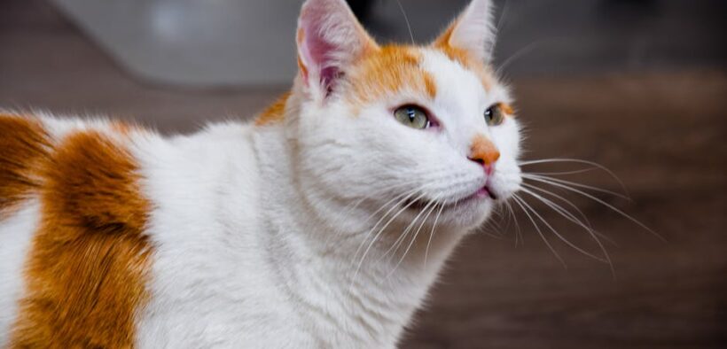 Cat irritated whisker area signs and concerns