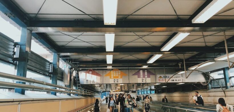 Cats reacting during busy hallway movement