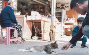 Outdoor cat feeding guide