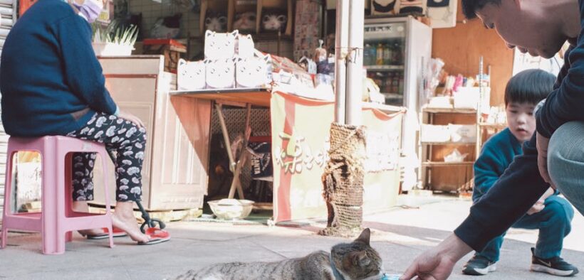 Outdoor cat feeding guide