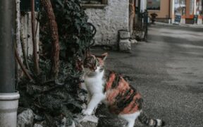 Cats reacting to outdoor cats near window