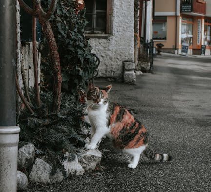 Cats reacting to outdoor cats near window