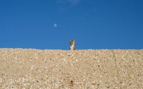 Pet coughing up mucus