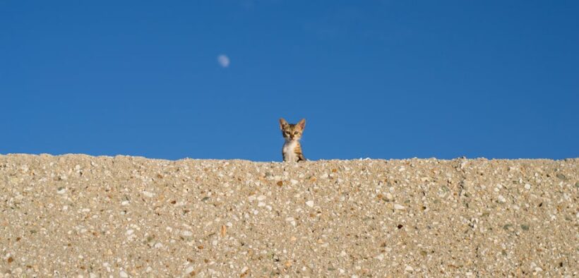 Pet coughing up mucus