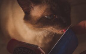 Indoor cat feeding guide