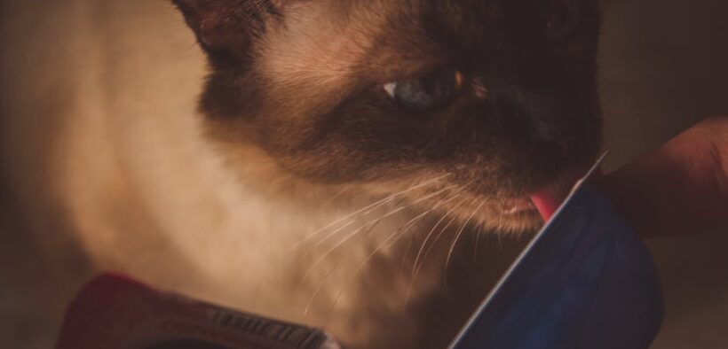 Indoor cat feeding guide