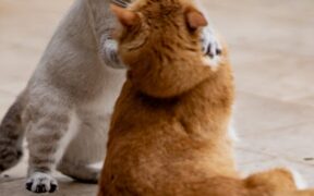 Daily play and movement for cats avoiding sedentary lifestyle