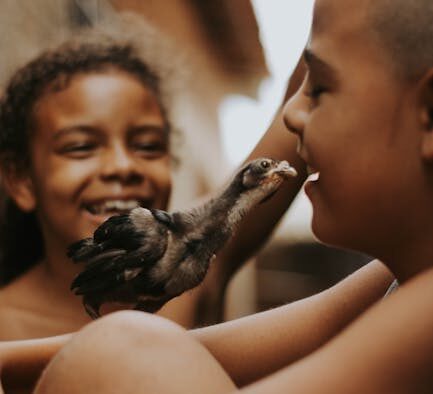 Chicken bones dangerous pets