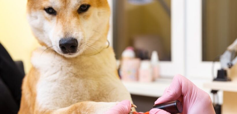 Nail care basics for puppies