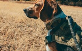 Cats reacting when harness is put on