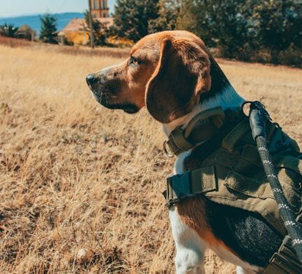 Cats reacting when harness is put on