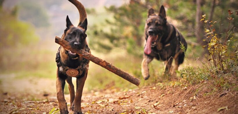 Basic training for multiple dogs at mealtime