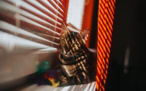 Reduced urine output cat