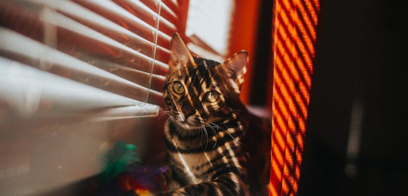 Reduced urine output cat