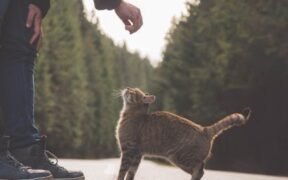 Grooming Considerations for Cats Who Explore Outdoors
