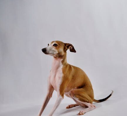 Dog stiff posture behaviour