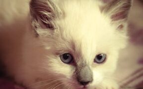 Supplements for calm introduction of new pets cats